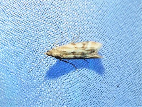 Réf. 310 156 : Homoeosoma sinuella